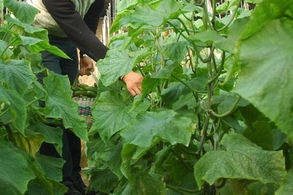 多变的气候下怎么护理黄瓜，定植后要注意保温保湿