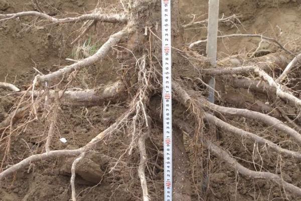 促进苗木生根的方法，品种不同导致插条生根有难易