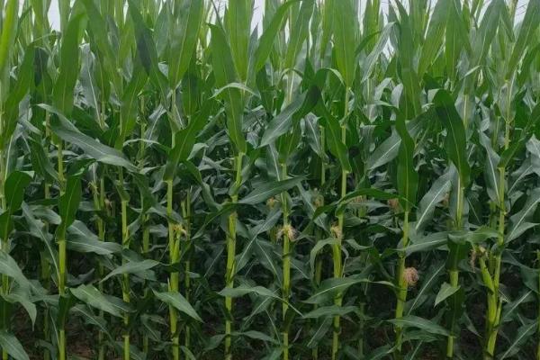 单季玉米亩产吨粮种植要点，犁地前要注意施足基肥