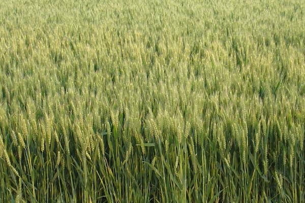 小麦遇灾应变技术，需要及时采取应变措施