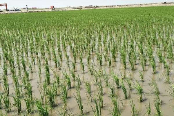 水稻田地下水灌溉的注意事项，一定要采取合理的方法