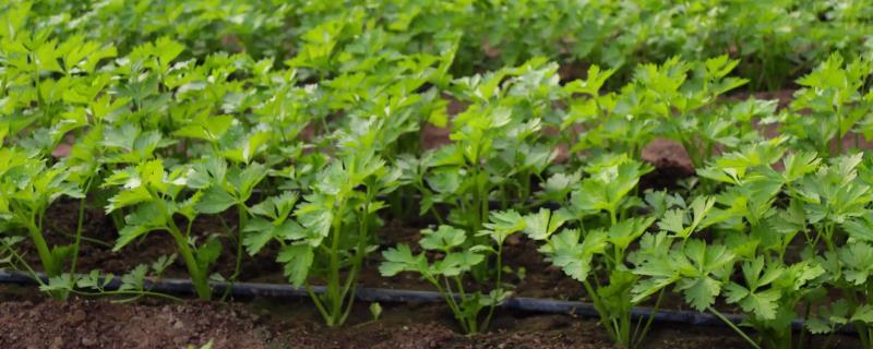 什么土壤适合种芹菜，疏松肥沃、富含有机质的土壤更佳