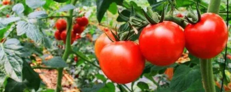西红柿的种植周期，通常为110-170天左右