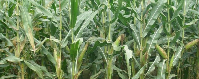 玉米空秆原因和防治方法，可能是种植过密或品种质量差所导致
