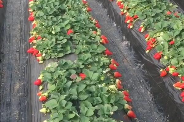 影响草莓产量的因素，在微酸性的壤土中种植较好
