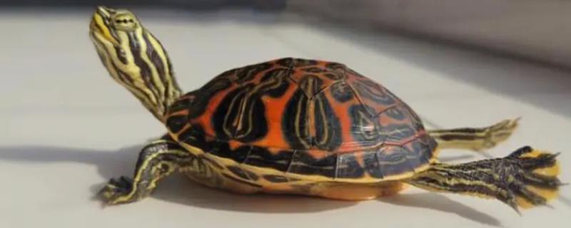 火焰龟和西锦龟的区别，二者的背甲明显不同