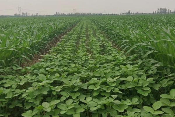 大豆重迎茬生育期间如何防治病虫害，封垄后可撒施甲拌磷