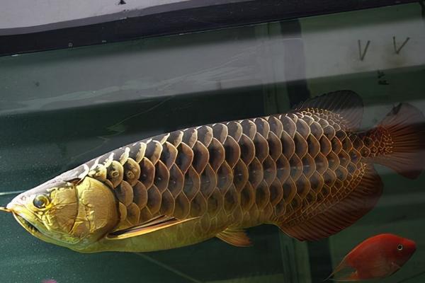 鱼缸宽40厘米能否养金龙鱼，空间过小会影响发育