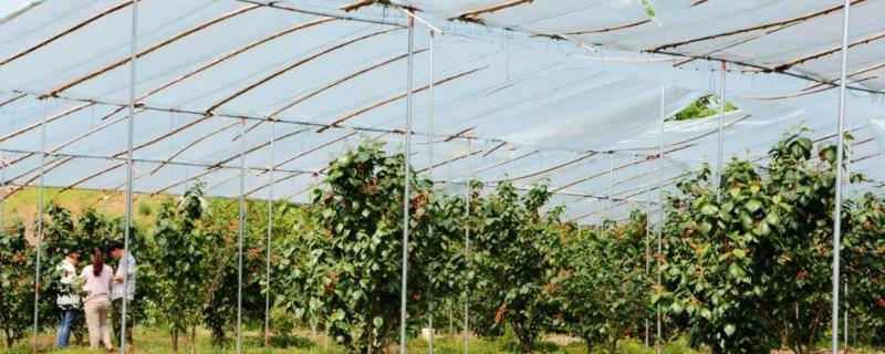 遮雨棚为何能避免大樱桃出现裂果，搭建后可以预防霜冻保护果实