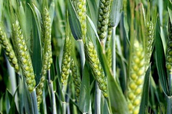 秋冬小麦品种如何选择，不可光看产量，需因地制宜