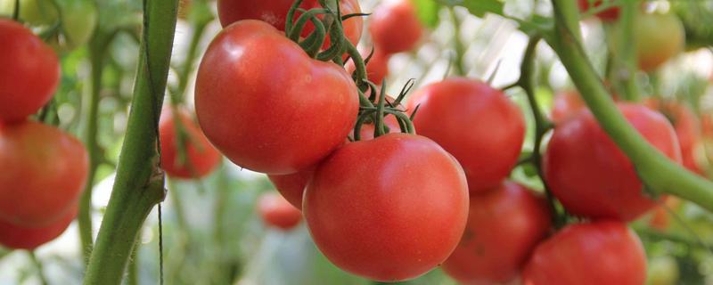 西红柿施磷酸二氢钾膨果吗，高钾性的肥料可促进果实生长