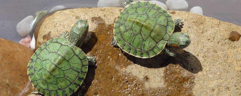 巴西龟是否凶猛，幼年期没有攻击性