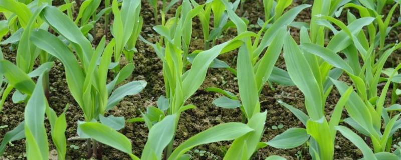 玉米营养盘育苗移栽方法，育苗前要配制营养土并浸种催芽