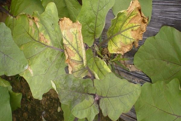 茄子叶片发黄掉落的原因，频繁用药容易引发落叶