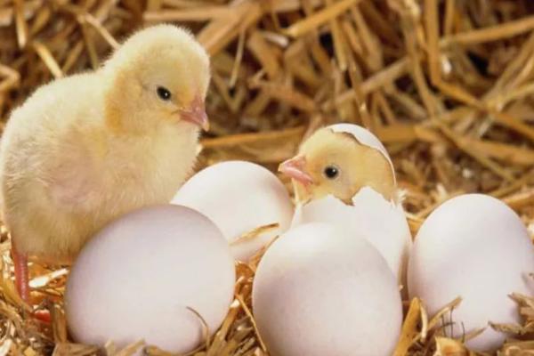 小鸡孵化温度超过40度的影响，温度过高会降低孵化率