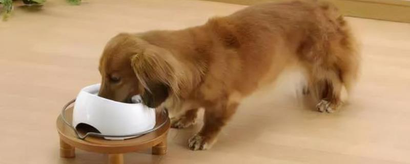 狗能不能吃杏仁，吃下后容易出现不良反应