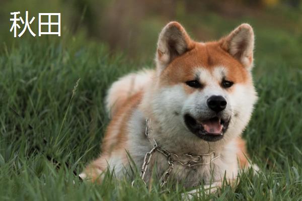 秋田和柴犬有什么区别，这5种特征可明显分辨