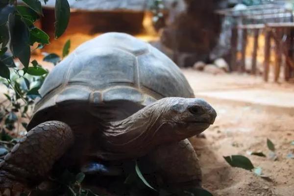 亚达伯拉象龟好不好养，对生活空间具有较高要求