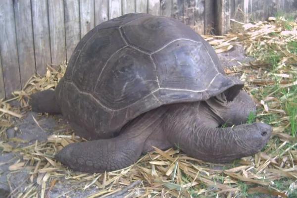 亚达伯拉象龟好不好养，对生活空间具有较高要求