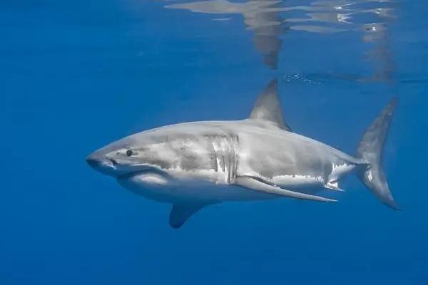 鲨鱼可以一直换牙的原因，牙胚分化和钙化的速度较快