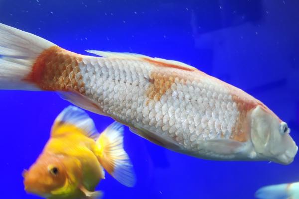 鱼身体充血的治疗方法，保持水质可加快恢复速度