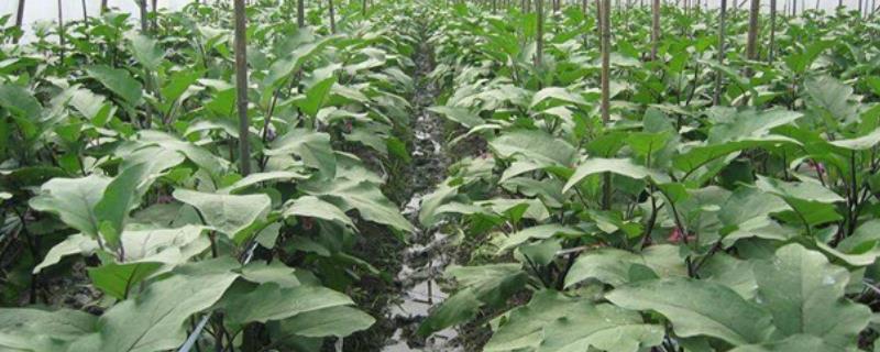怎么种植大棚茄子，温室中要采取覆盖地膜等保温措施