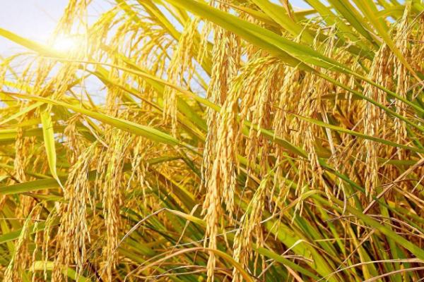 水稻种植时间和收割时间