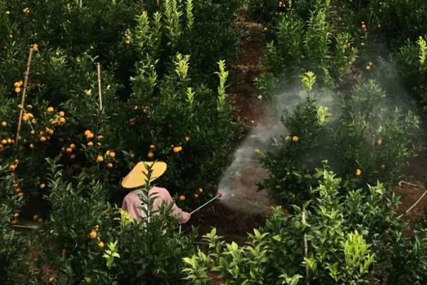 柑橘蚧壳虫怎么用药，冬季可结合清园喷药杀虫