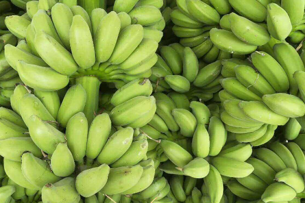 绿香蕉放了10天还是绿的