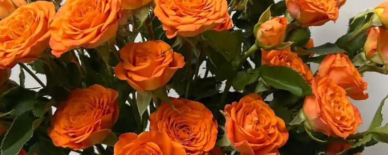 橙色玫瑰花代表的含义