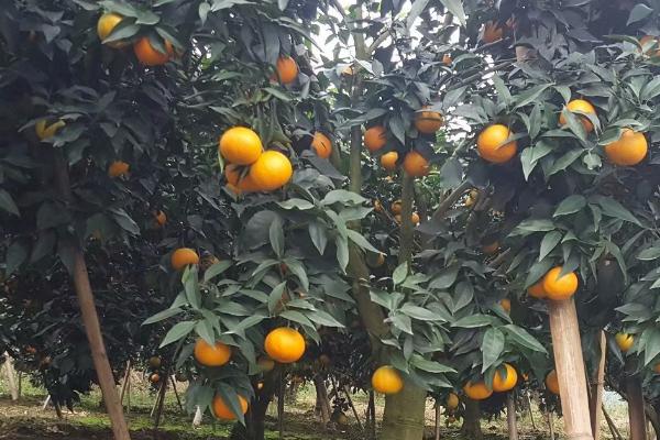 爱媛橙是几月份的当季水果