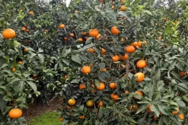 爱媛橙是几月份的当季水果