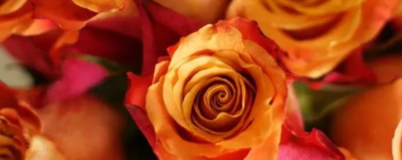 橙色玫瑰的花语