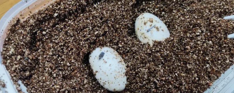 乌龟蛋的孵化方法，蛋面上可覆盖湿毛巾