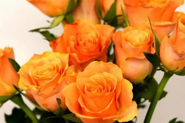 橙色玫瑰的花语