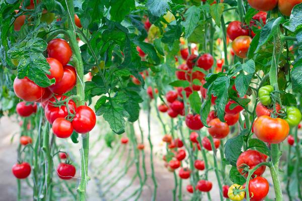 番茄在小寒大寒时期的田管技术，落果现象经常出现