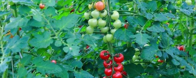 番茄花果促控的要点，蹲苗期过后要确保水分均衡供应