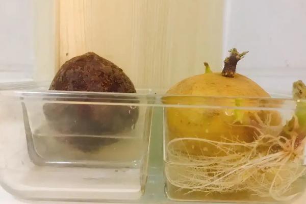 水培土豆需要切开吗，只被用作实验室实验和盆景