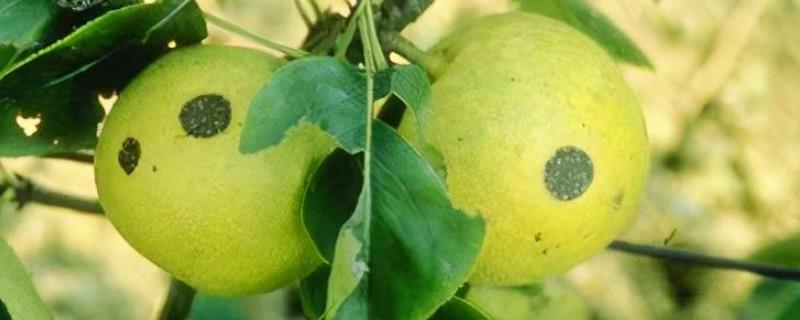 梨树黑斑病有什么症状，果实表面会出现针头般大小的斑点