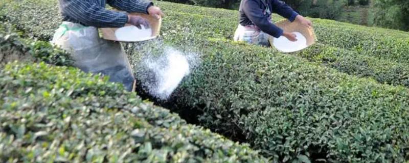 茶园夏天施肥原则，肥料要施在树冠滴水线的外缘