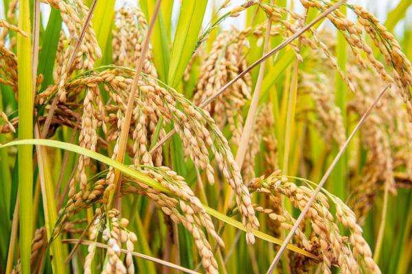 水稻种植时间和收割时间