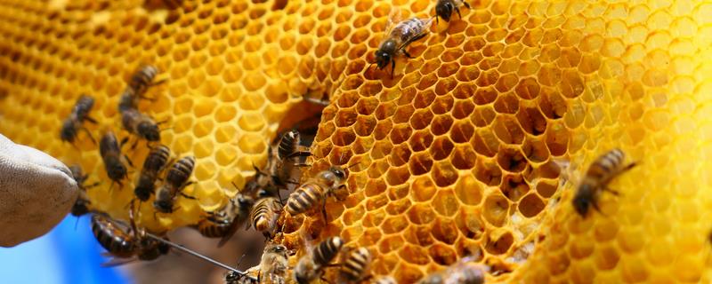 蜂蜡加什么药具有诱蜂效果，添加蜂王信息素可吸引工蜂