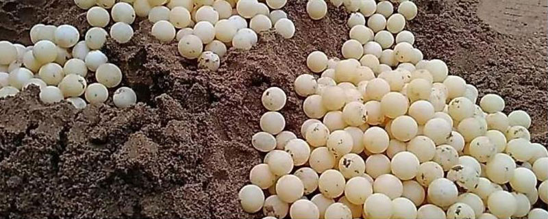 甲鱼蛋孵化所需时间，经过1-2个月左右即可出壳