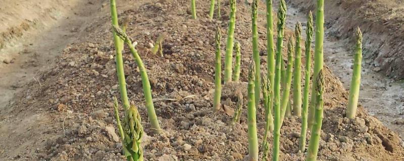 种植芦笋怎么施肥，肥料一般以复合肥为主