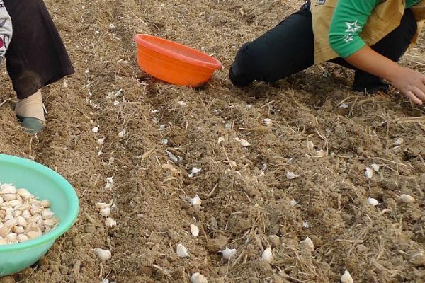 无公害大蒜稻田免耕栽培技术，是种植技术上面的一种创新