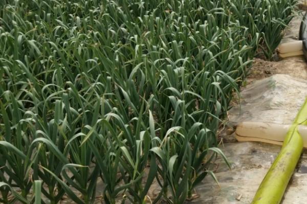 无公害大蒜稻田免耕栽培技术，是种植技术上面的一种创新