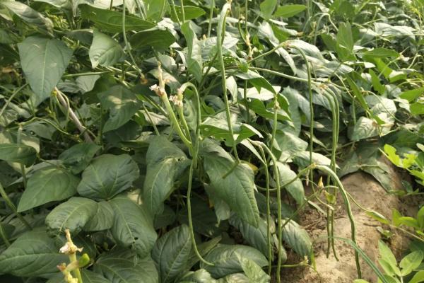 春豇豆的栽培技巧，轮作3年以上的砂壤土为佳