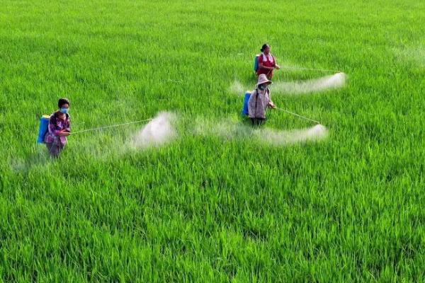 水稻叶面肥喷施方法，成本低、增产显著