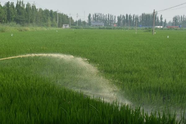 水稻叶面肥喷施方法，成本低、增产显著