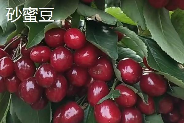 超过30克的大樱桃品种，红灯樱桃属于中型大果